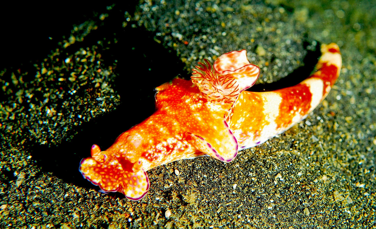 Ceratosoma trilobatum